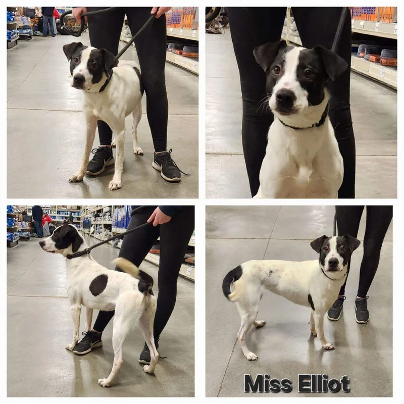 Miss Elliot