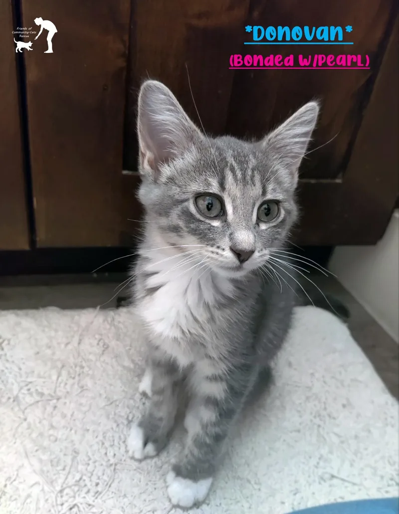 A baby small-sized male Tabby (Gray / Blue / Silver) Domestic Short Hair cat named Donovan for adoption in Centerville, UT