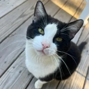 An adult large-sized male Black American Shorthair cat named Toby for adoption in Novelty, OH