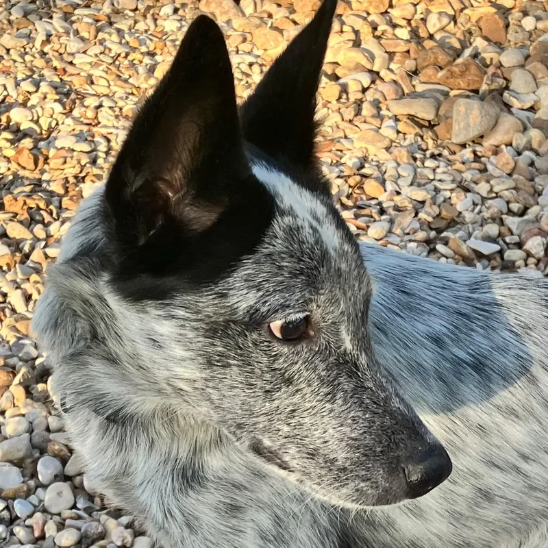 A baby medium-sized male White / Cream Australian Cattle Dog / Blue Heeler dog named Sombra for adoption in Warren, RI