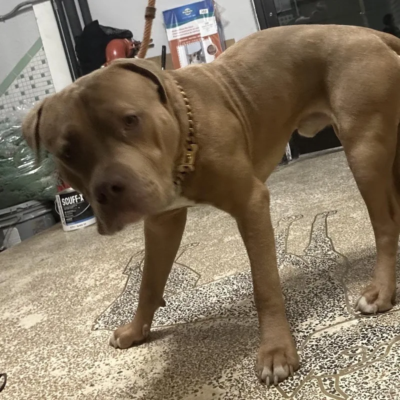 An adult large-sized male Yellow / Tan / Blond / Fawn Pit Bull Terrier dog named Capo for adoption in Newark, NJ
