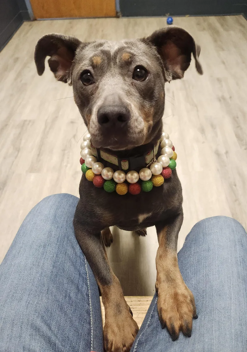 Fruit Loops thumbnail 2