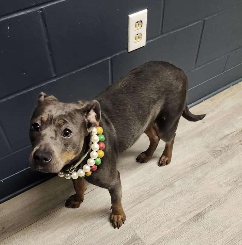 Fruit Loops thumbnail 3