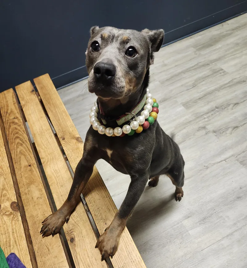 Fruit Loops thumbnail 4