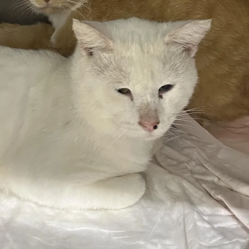 A young small-sized male Domestic Short Hair cat named Luna for adoption in Corbin, KY