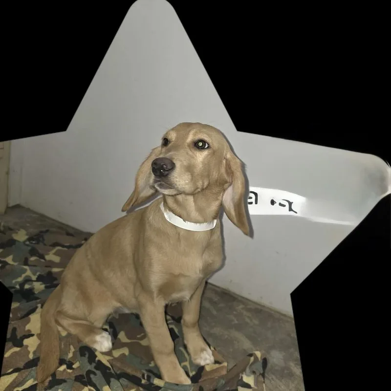 A baby large-sized female Labrador Retriever dog named Alma for adoption in Willingboro, NJ