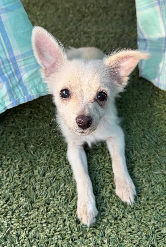 A baby small-sized male Chihuahua dog named Mater for adoption in Canyon Country, CA