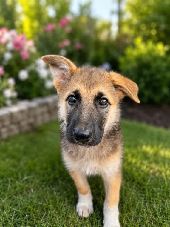 A young large-sized female German Shepherd Dog dog named Taya for adoption in Seattle, WA