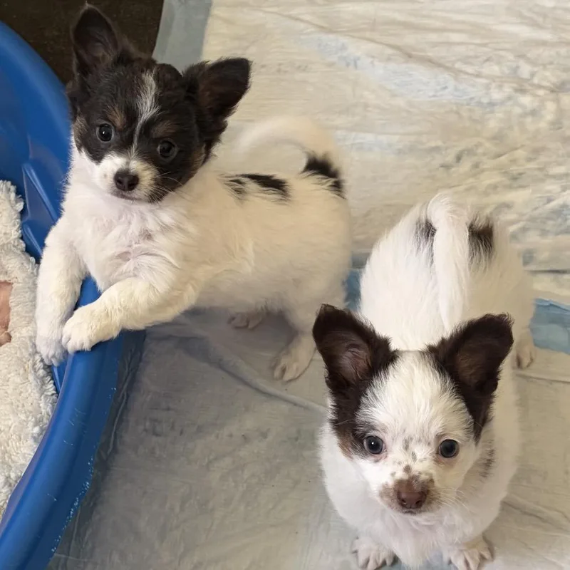 A baby small-sized female White / Cream Chihuahua dog named Dotty for adoption in Newberg, OR