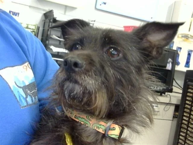 A young small-sized male Mixed Breed dog named Quasimodo for adoption in Dallas, TX