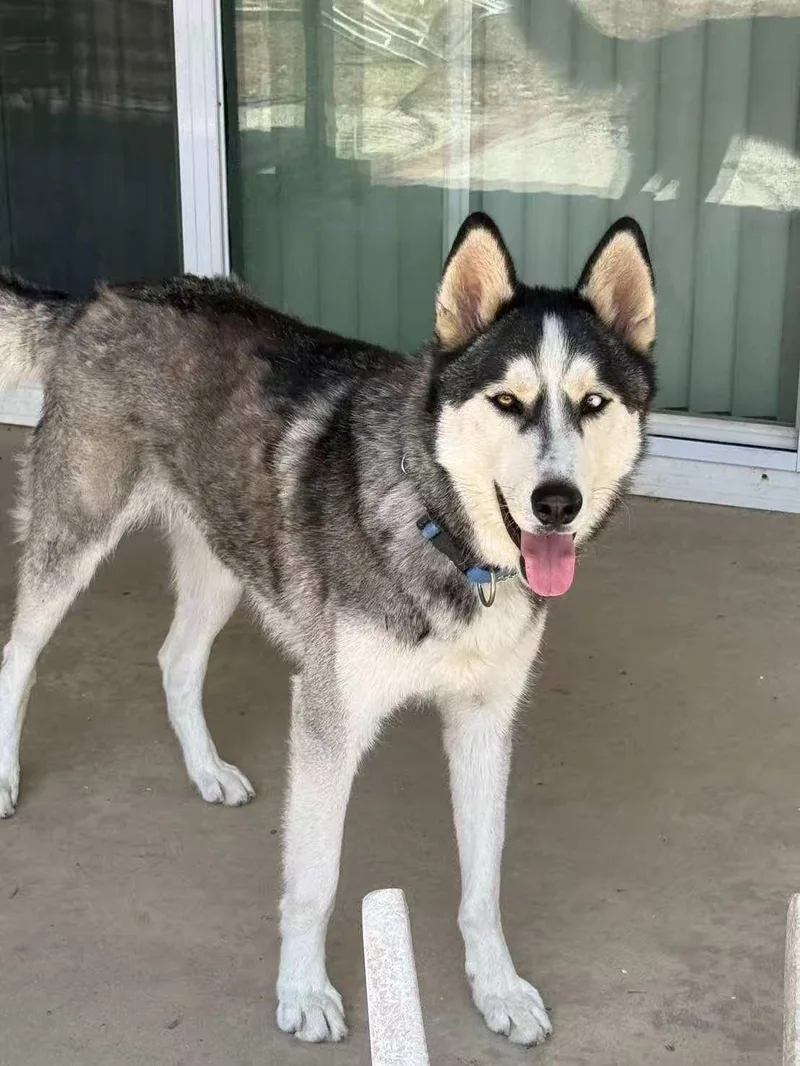 An adult medium-sized male Black Husky dog named Rover for adoption in Van Nuys, CA