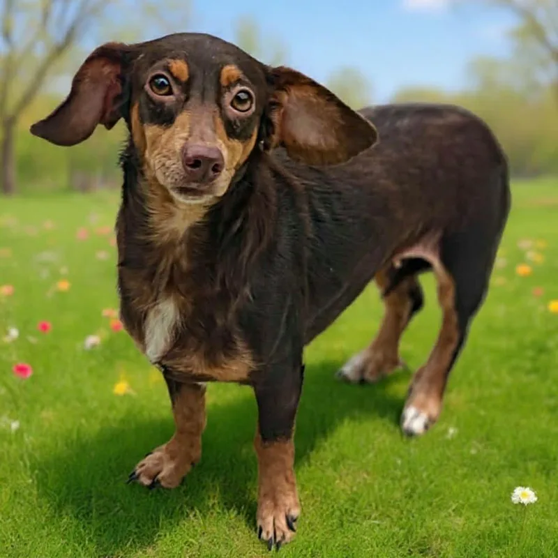 An adult medium-sized female Red / Chestnut / Orange Dachshund dog named Minnie for adoption in Bessemer, AL