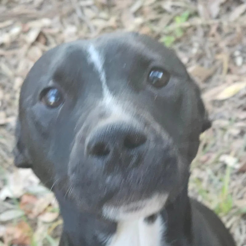A young medium-sized male Black Terrier dog named Ben for adoption in Melrose, FL