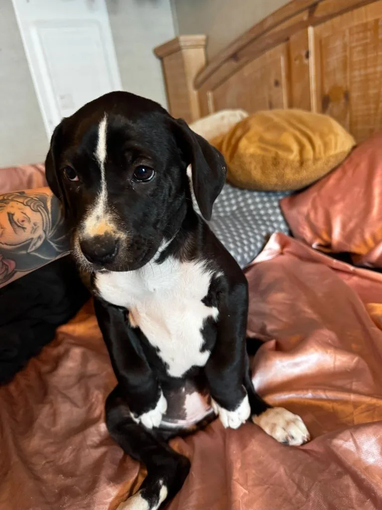 A baby medium-sized female Labrador Retriever dog named Evee for adoption in Fayetteville, TN