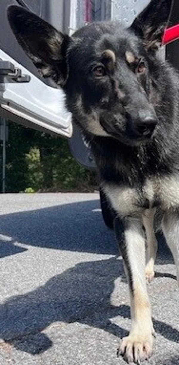 An adult large-sized female German Shepherd Dog dog named Piper for adoption in Dallas, GA