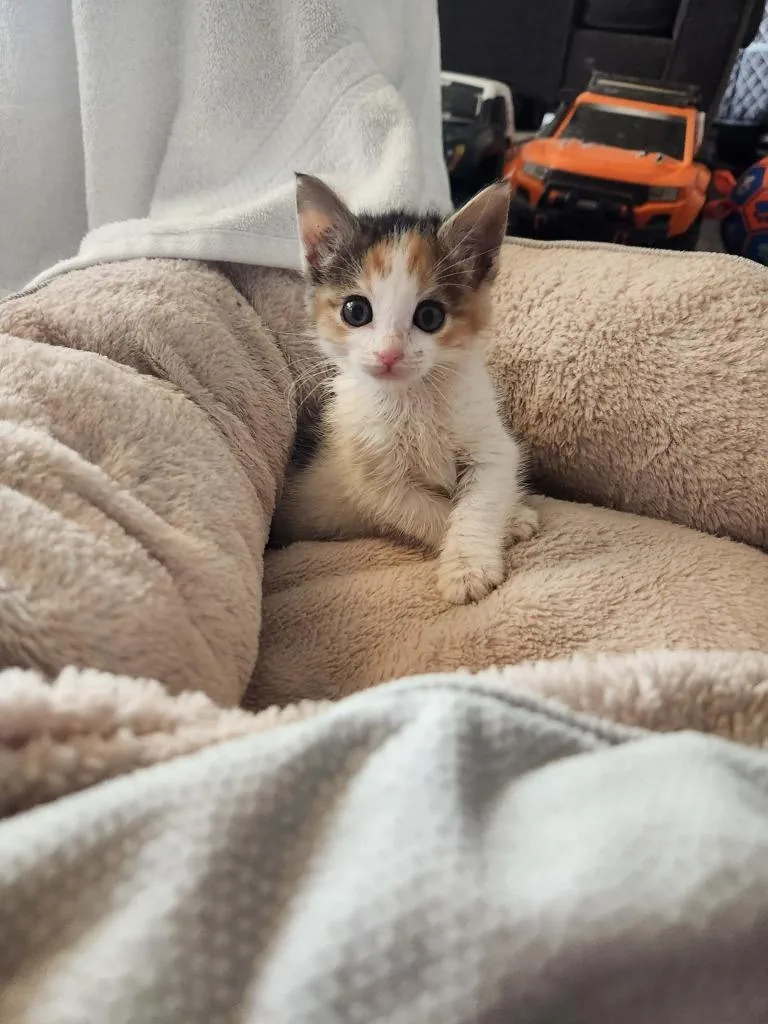 A baby medium-sized female Domestic Long Hair cat named Roxie for adoption in Salt Lake City, UT