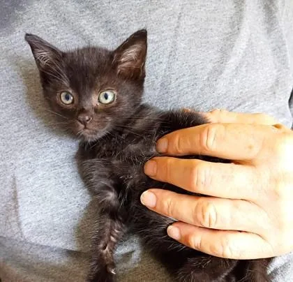 A baby small-sized male Domestic Short Hair cat named Bernie for adoption in Honolulu, HI