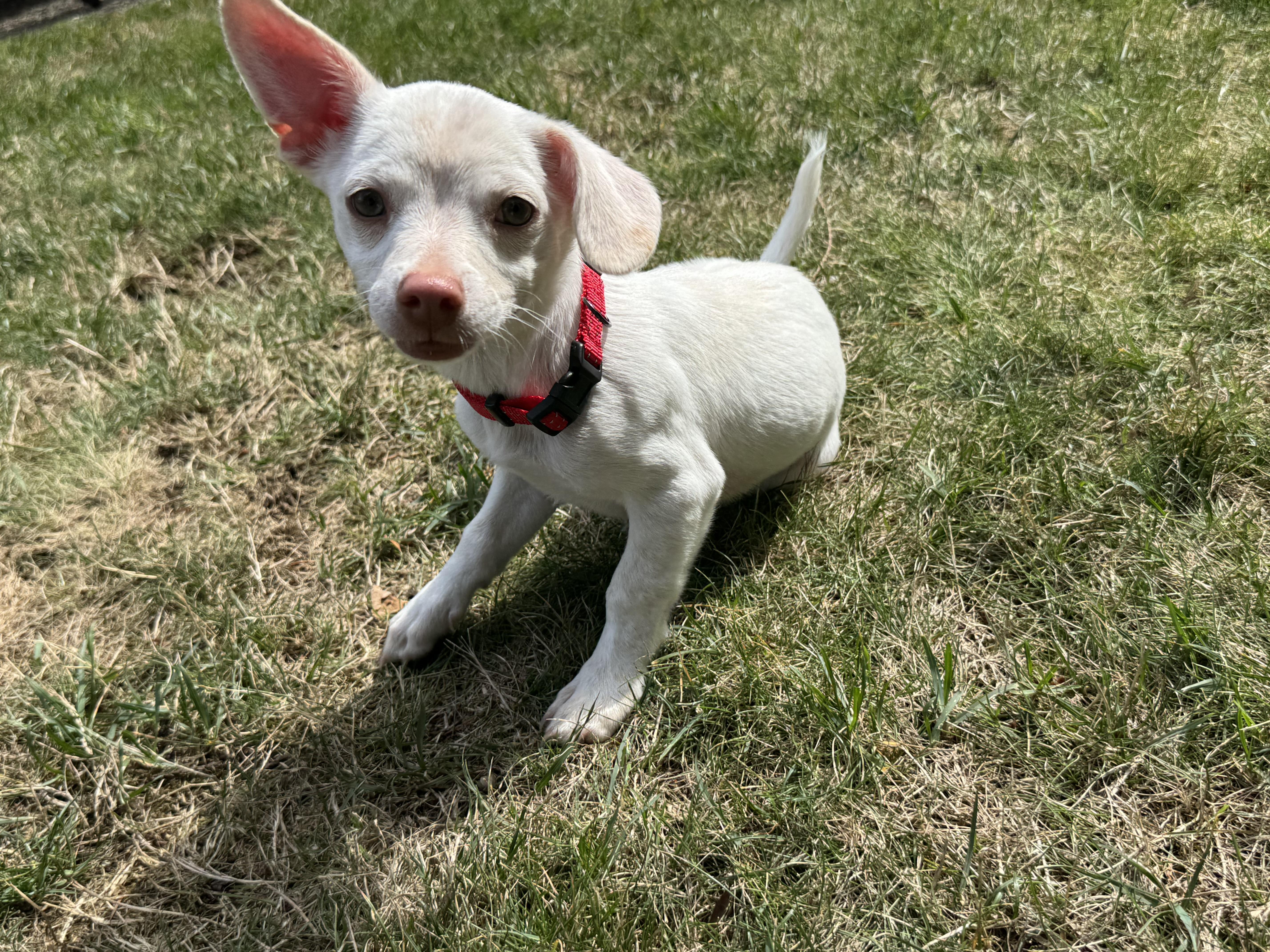 Piglet