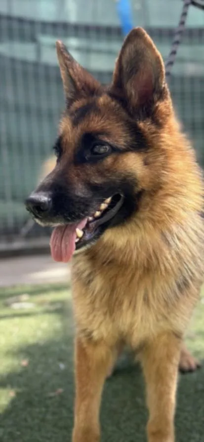A young large-sized female German Shepherd Dog dog named Heidi for adoption in San Pedro, CA