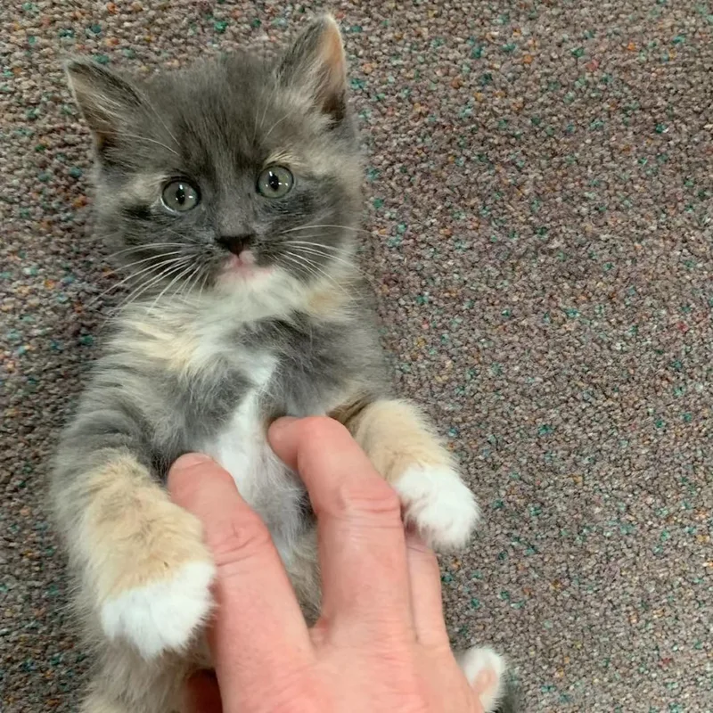 A baby small-sized female Tortoiseshell Domestic Short Hair cat named Kilimanjaro for adoption in North Branford, CT