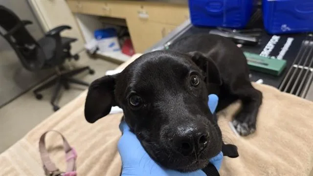 A young small-sized female Labrador Retriever dog named Opal for adoption in Riverside, CA