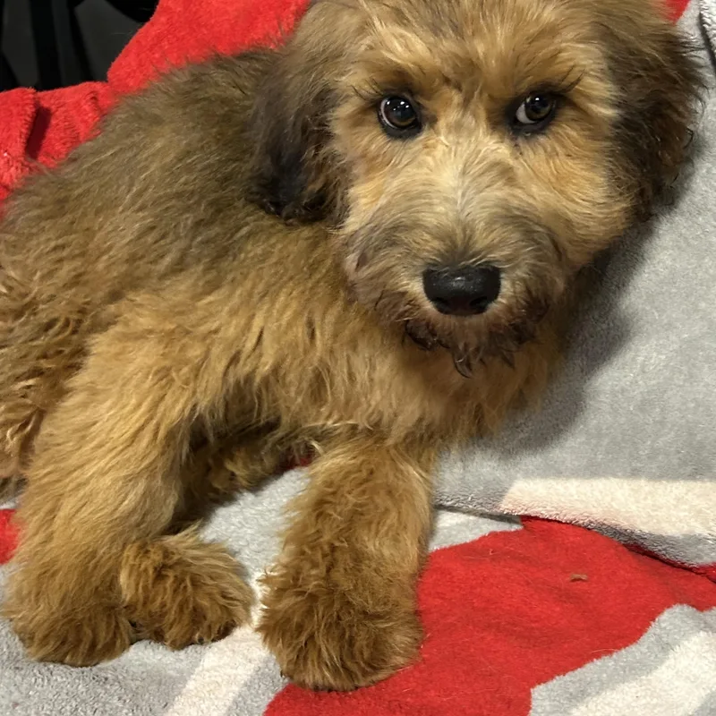 A baby small-sized male Wheaten Terrier dog named George the Whoodle for adoption in Antwerp, OH