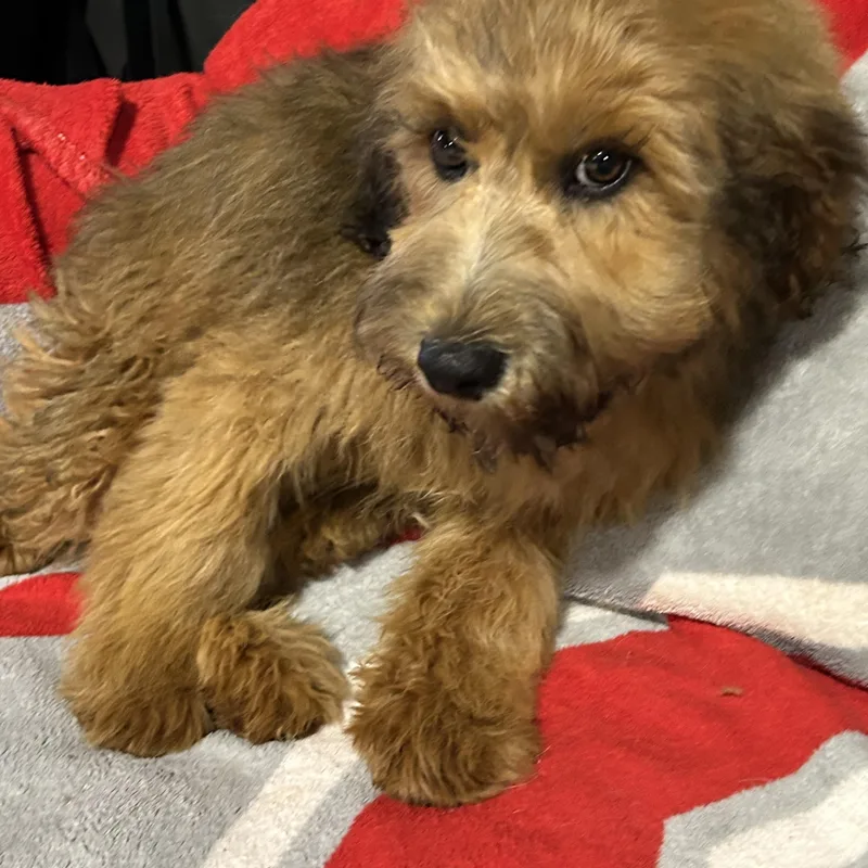 George the Whoodle thumbnail 5