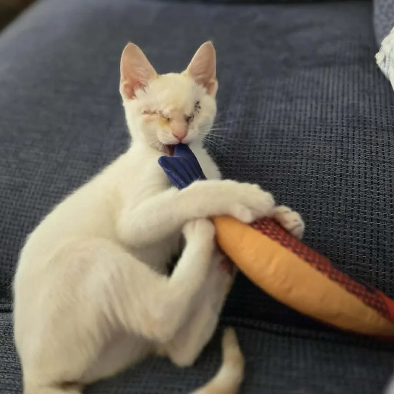 A baby small-sized female Orange / Red Siamese cat named Micha for adoption in Agoura Hills, CA