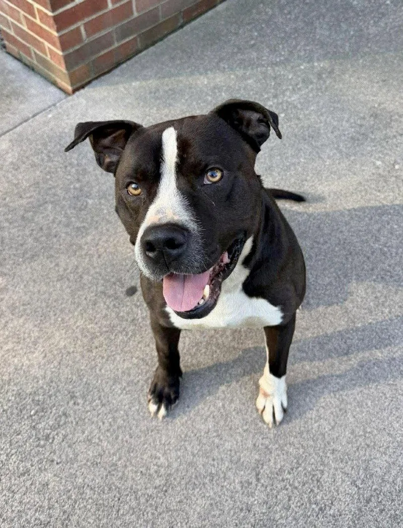 A young large-sized male Pit Bull Terrier dog named Dom for adoption in Herndon, VA