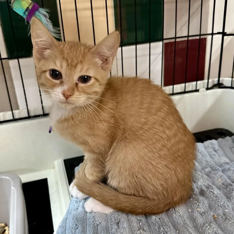 A baby small-sized male Orange / Red Domestic Short Hair cat named Stitch L for adoption in Union, MO
