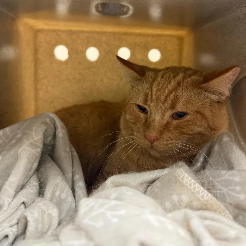 A young large-sized male Orange / Red Domestic Short Hair cat named Garfield for adoption in Reno, NV