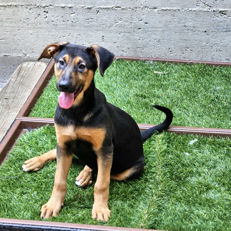 A baby medium-sized male Black German Shepherd Dog dog named Bonsai for adoption in Chicago, IL