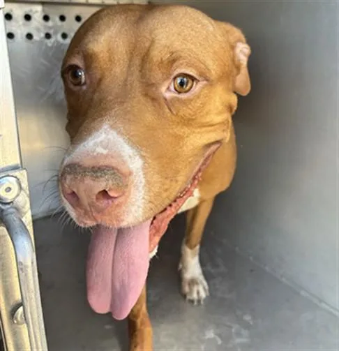 An adult large-sized male Pit Bull Terrier dog named Brodie for adoption in Phoenix, AZ