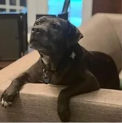A senior medium-sized male Boxer dog named Drako for adoption in Roswell, GA