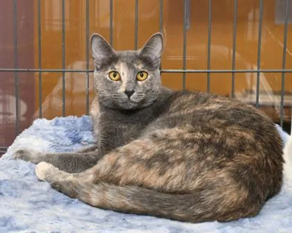 An adult medium-sized female Domestic Short Hair cat named Glori for adoption in Baton Rouge, LA