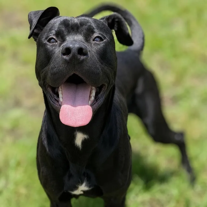 A young large-sized male Black Cane Corso dog named Bailey for adoption in Buchanan Dam, TX