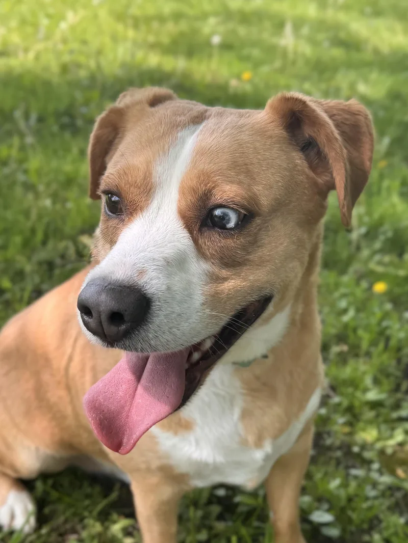 An adult medium-sized male Golden Retriever dog named Buddy for adoption in Midland, MI