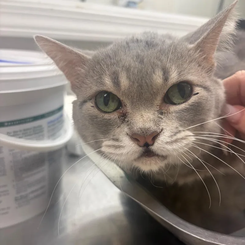 A senior medium-sized male Gray / Blue / Silver Domestic Short Hair cat named Clifford Not A Big for adoption in Pekin, IL