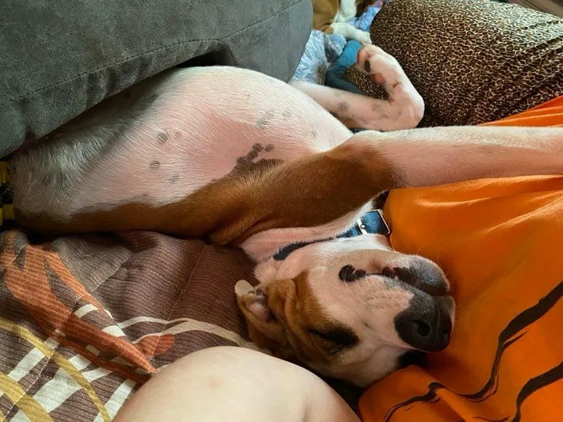 Rebel Yell thumbnail 2