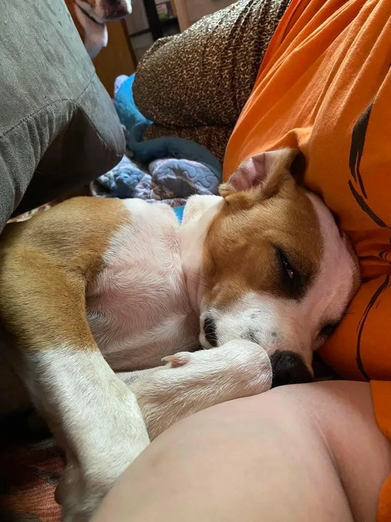 Rebel Yell thumbnail 3