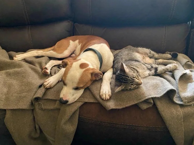 Rebel Yell thumbnail 5