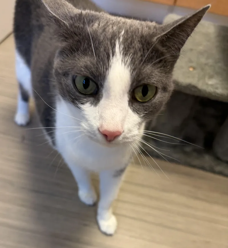 An adult medium-sized female Gray & White Domestic Short Hair cat named Maggie for adoption in Plain City, OH