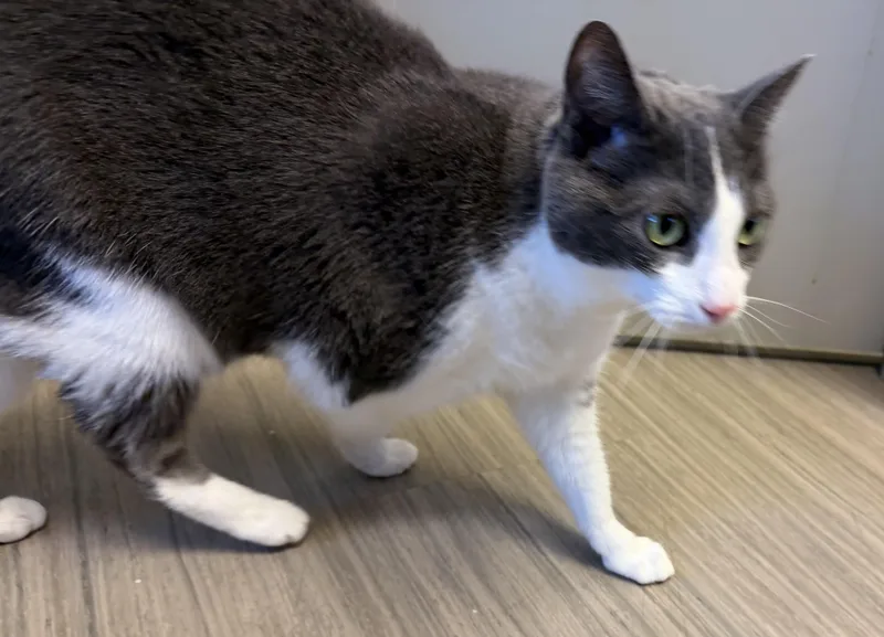 Maggie thumbnail 3
