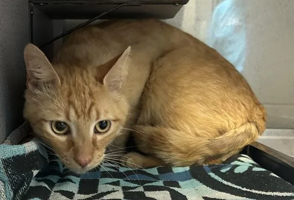 An adult large-sized male Domestic Short Hair cat named FlapJack for adoption in Salt Lake City, UT