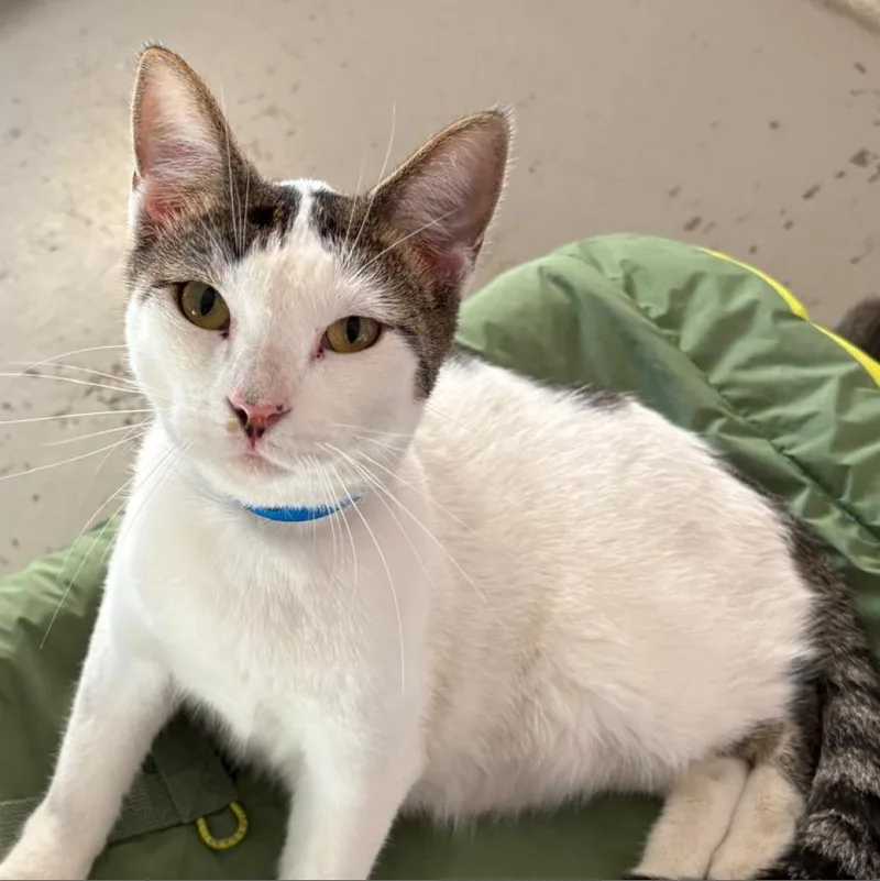 An adult large-sized male Gray / Blue / Silver Domestic Short Hair cat named Rubix for adoption in Laredo, TX