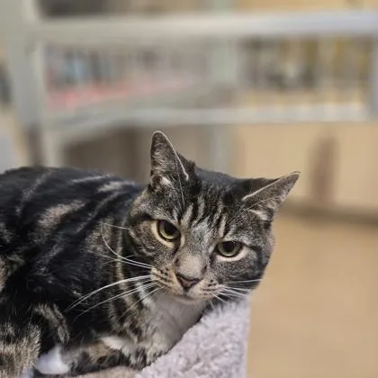 A senior small-sized female Domestic Short Hair cat named Celia for adoption in New Hope, PA