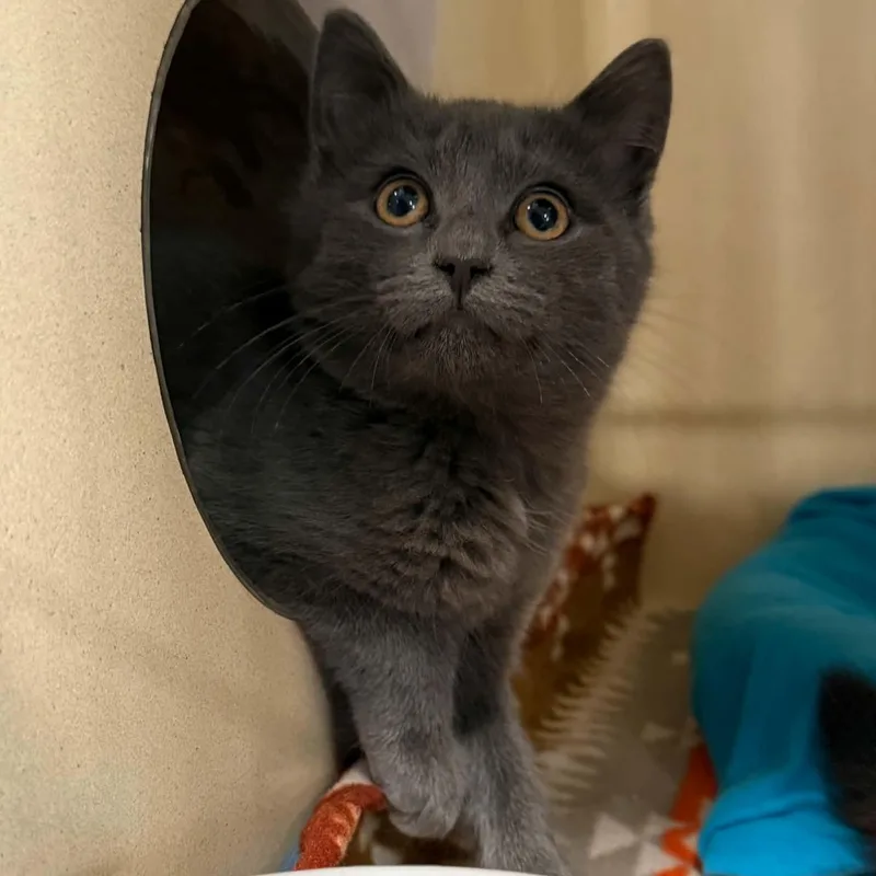 A baby medium-sized male Gray / Blue / Silver Domestic Short Hair cat named Oogie Boogie for adoption in Penn Yan, NY