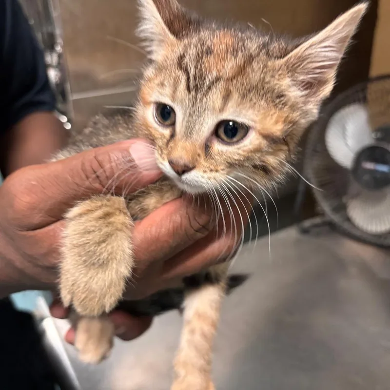 A baby small-sized female Domestic Short Hair cat named Sam for adoption in Memphis, TN