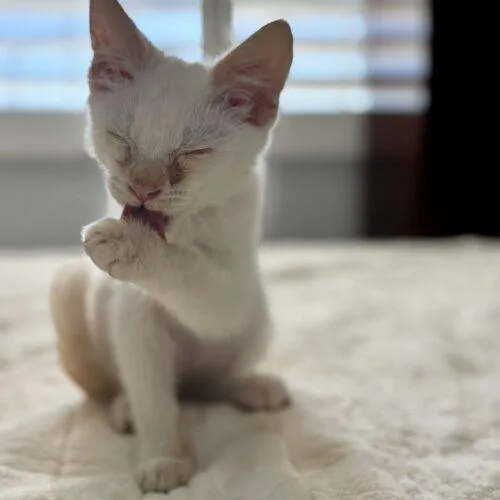 A baby small-sized male White Domestic Medium Hair cat named Alaska for adoption in Coachella, CA