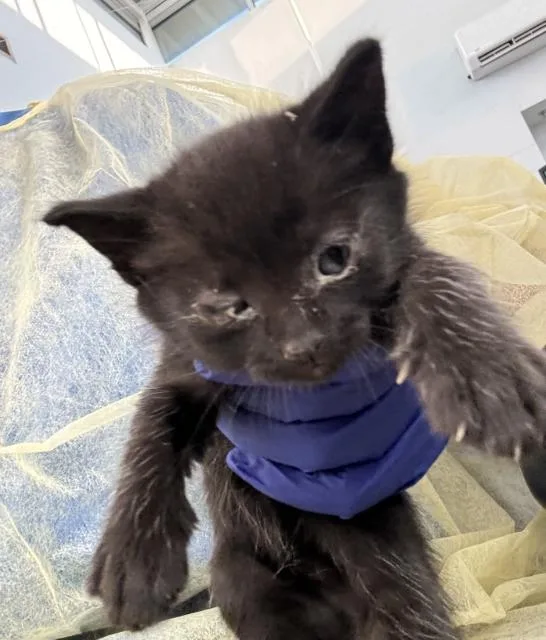 A baby medium-sized male Domestic Short Hair cat named Toby for adoption in Dallas, TX